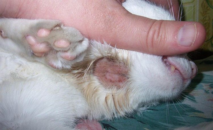 Hongo en la gata