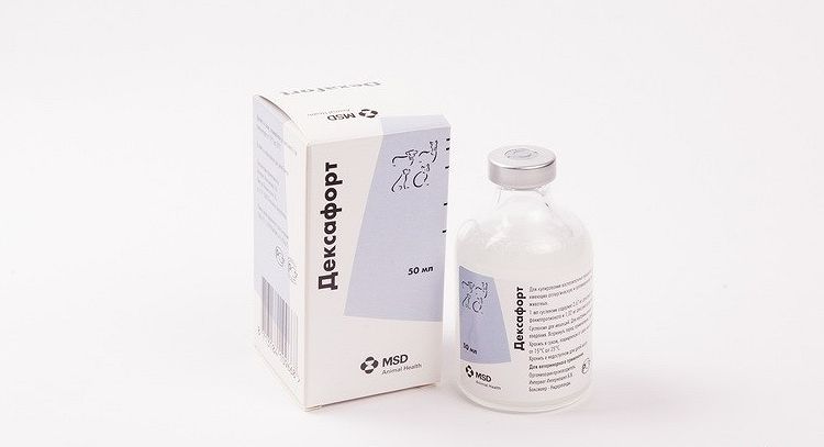Dexafort para gatos