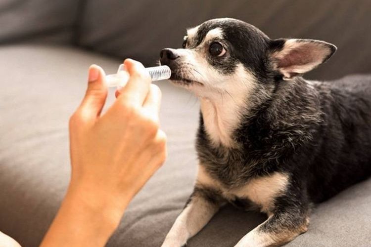 Cómo administrar el medicamento a un perro con jeringa