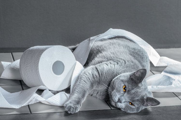 El gato y el papel higiénico