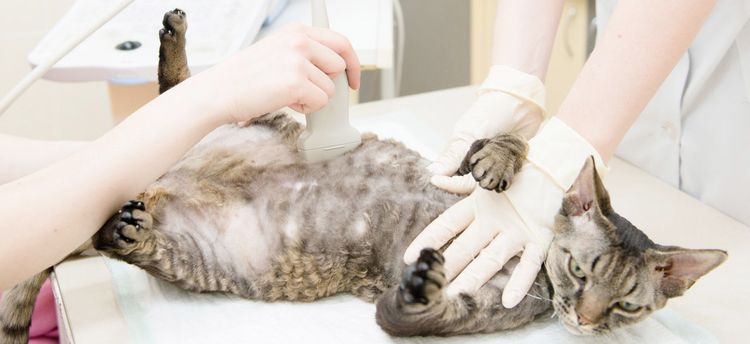 Ecografía para gato