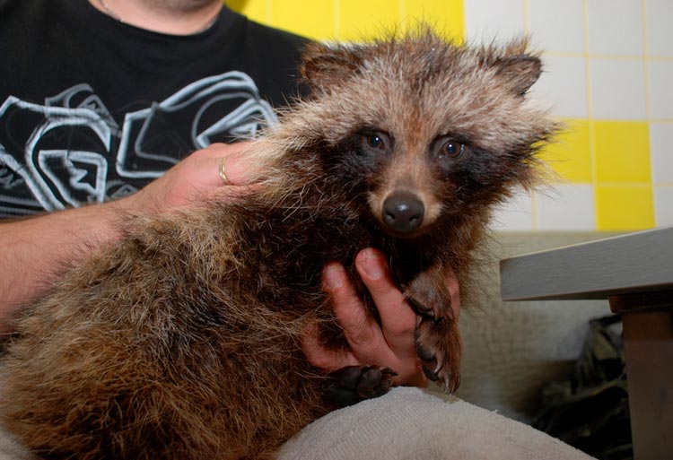 perro mapache juvenil