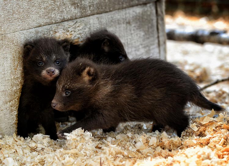 cachorros de perro mapache