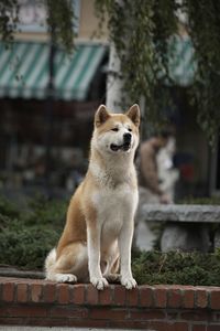 Akita inu sentado en la calle