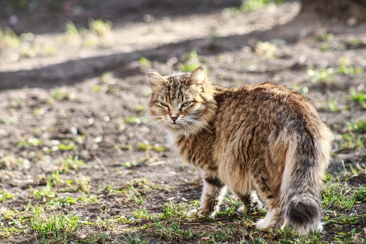 El gato pasea por la calle.