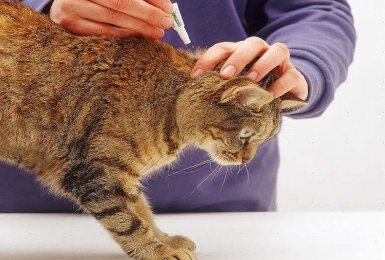 Se le aplican gotas al gato en la cruz.