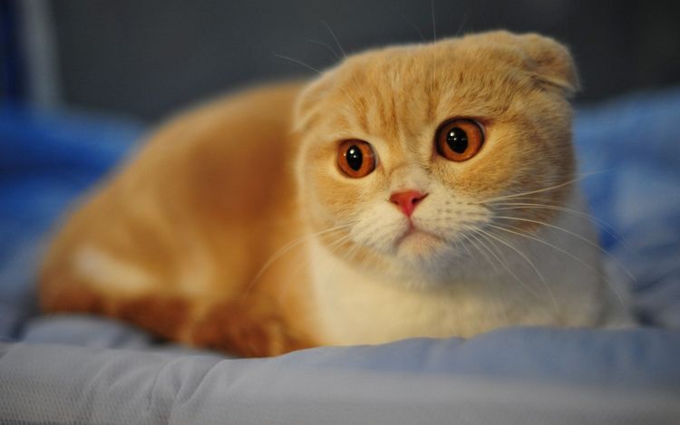 Gata estresada