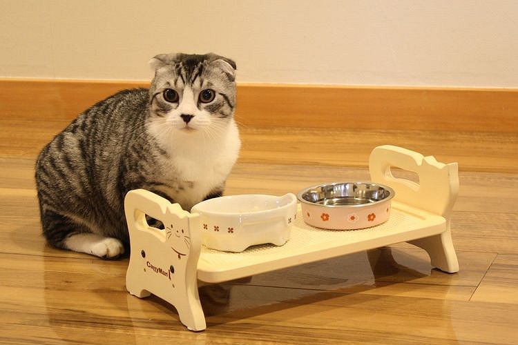 La gata rechaza la comida