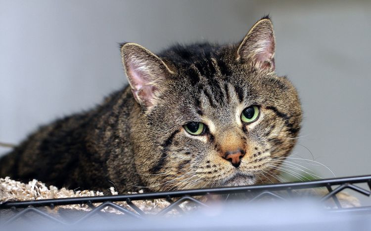 Gato viejo