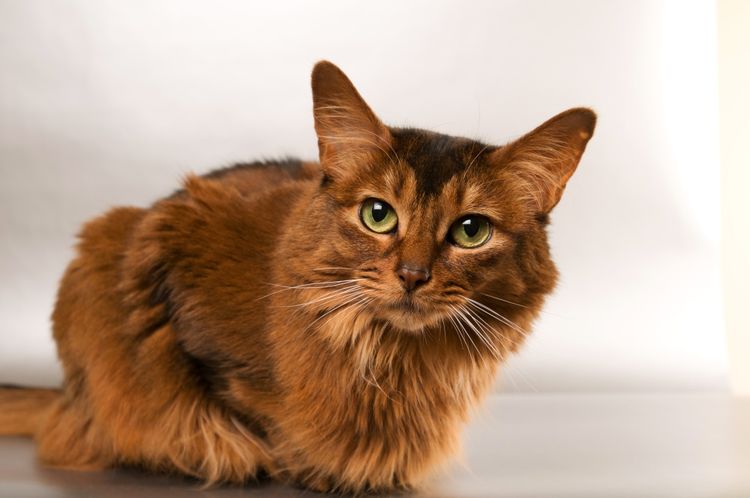 Gato