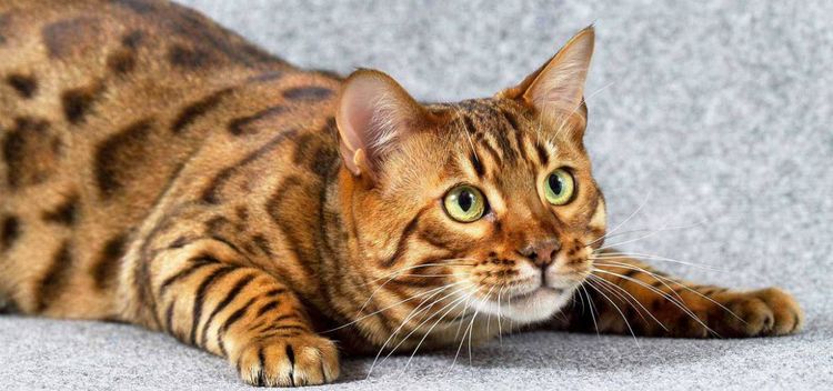 Gato hermoso