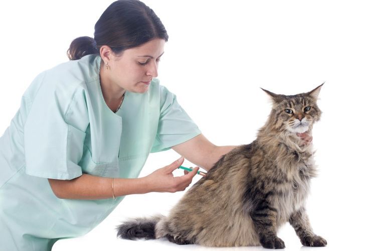 Inyección al gato