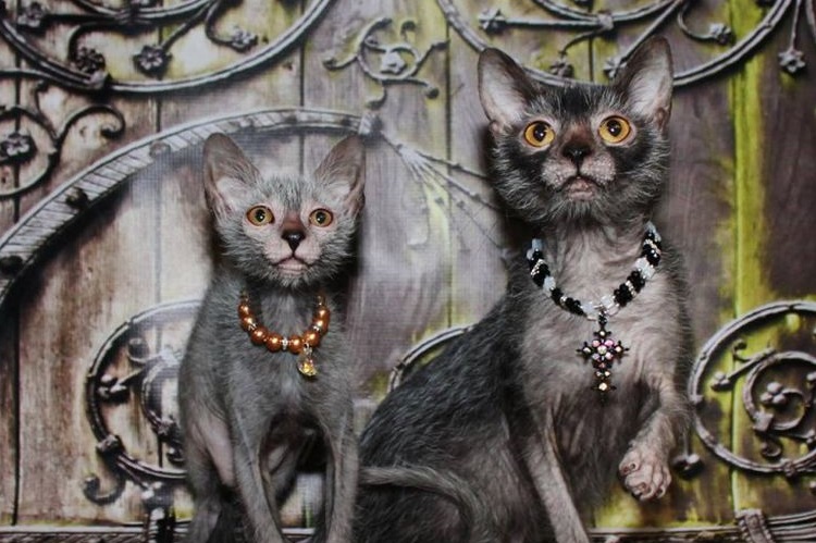Gatos Lykoi