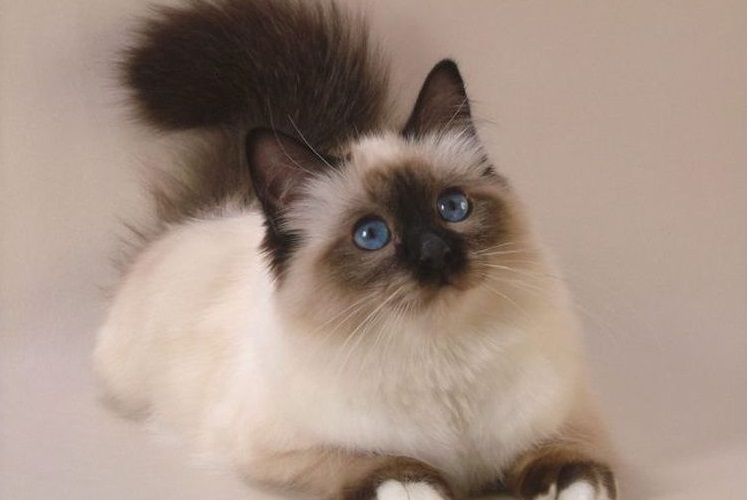 Gato balinés esponjoso