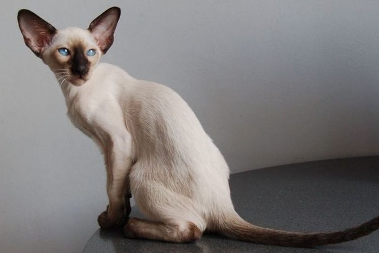 Gato oriental sentado en la mesa
