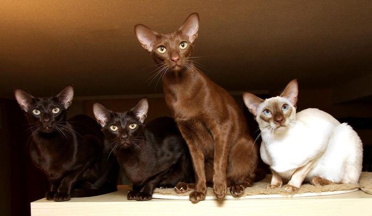 Cuatro gatitos javaneses