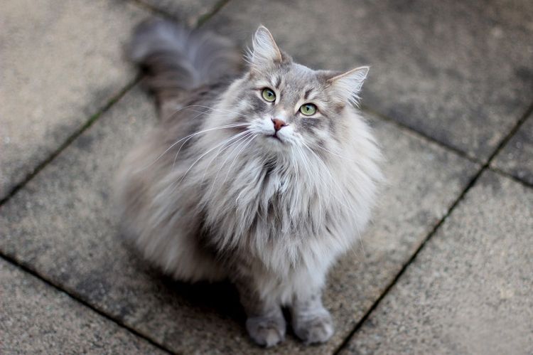Gata siberiana gris