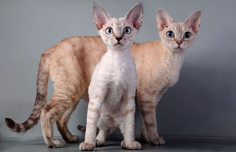 Gatitos Rex