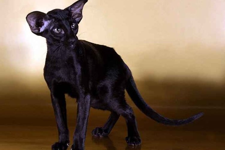 Peterbald de color negro