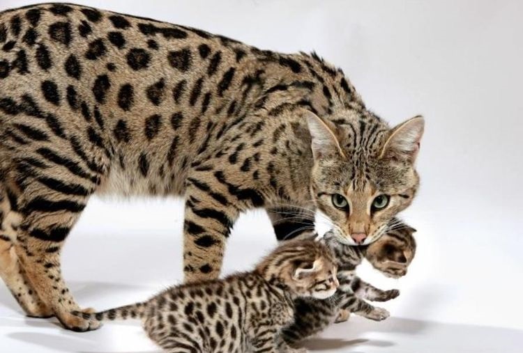 Gata que lleva a sus gatitos cogidos por la nuca