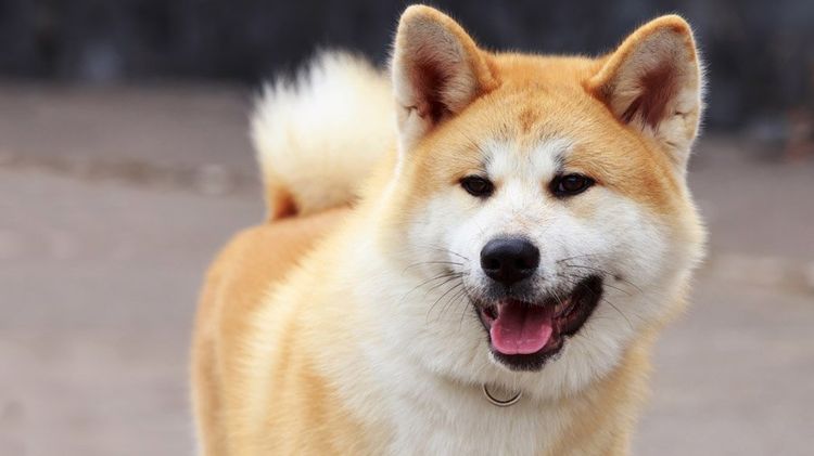 Perro akita inu