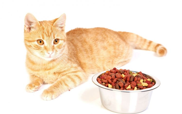 Gato anaranjado y comida seca