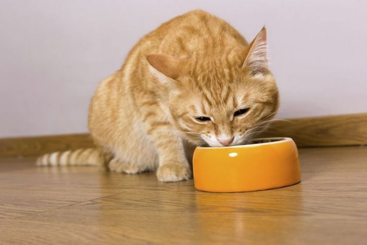 Gato pelirrojo comiendo de un cuenco