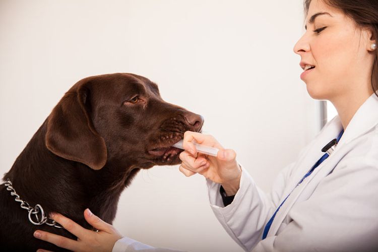 Administración de pastilla triturada al perro