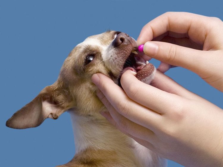 Se le administra la tableta al perro