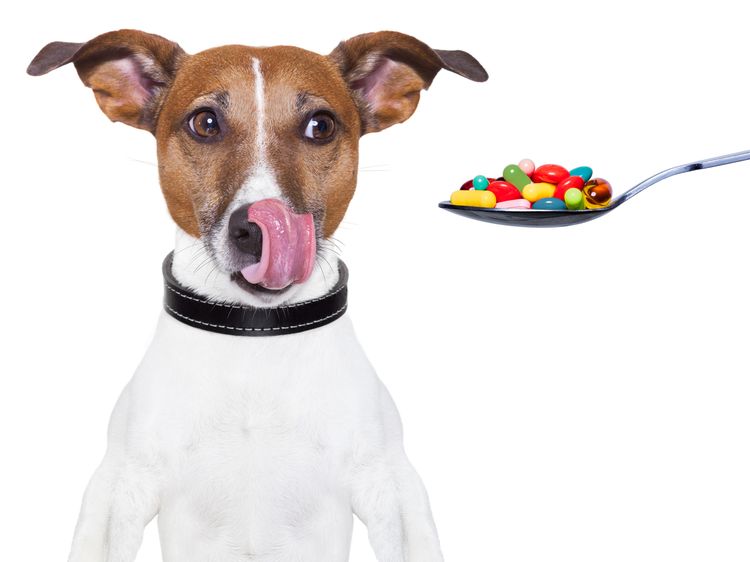 Dar pastillas al perro