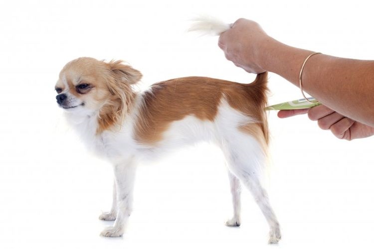 Medición rectal de la temperatura en el perro