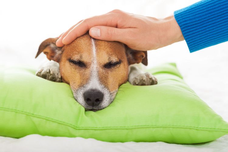 El dueño acaricia al perro