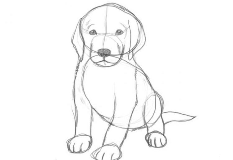 Dibujo de un perro a lápiz