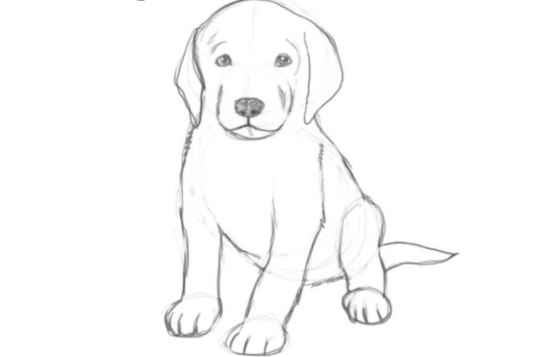 Dibujo de un perro a lápiz
