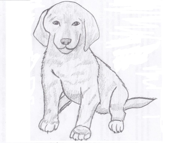 Dibujo de un perro a lápiz