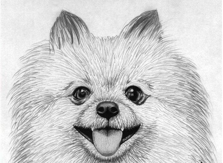 Retrato de spitz a lápiz