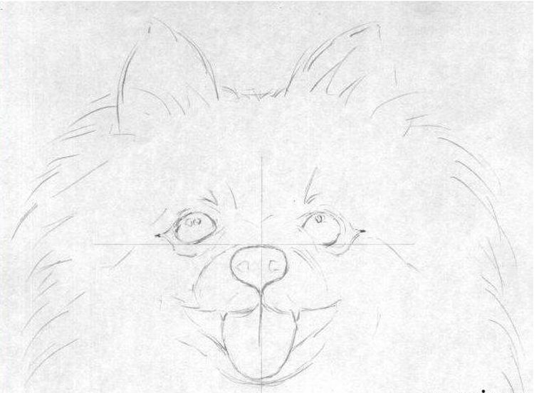 Etapa inicial del dibujo del spitz