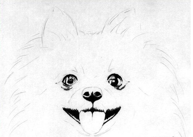 Dibujo de los ojos del spitz