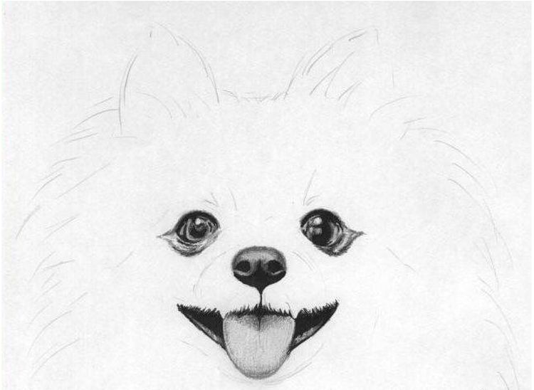 Dibujo del hocico del perro