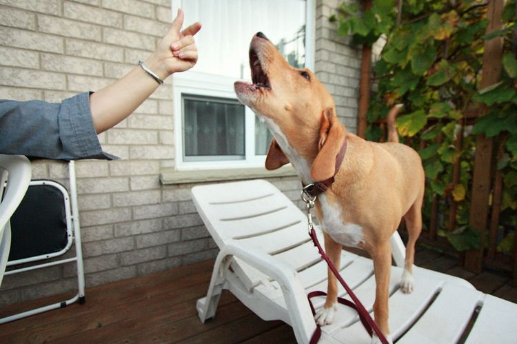 El perro ladra a la orden