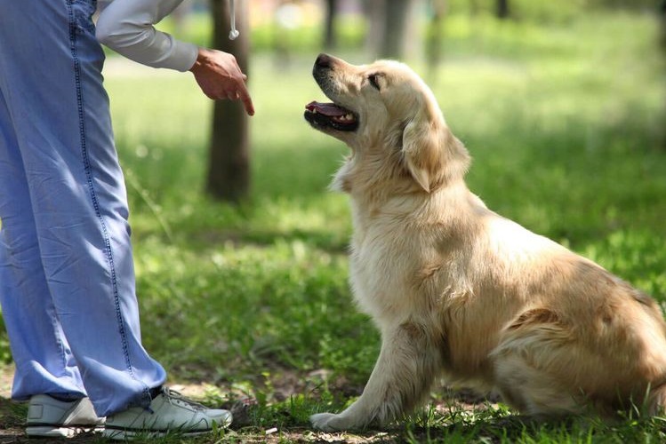 El dueño da la orden al perro