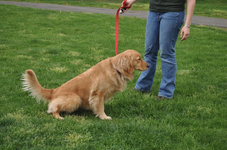 El perro adulto hace sus necesidades en la calle