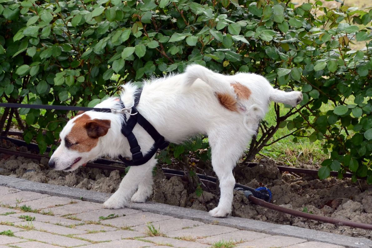 El perro marca