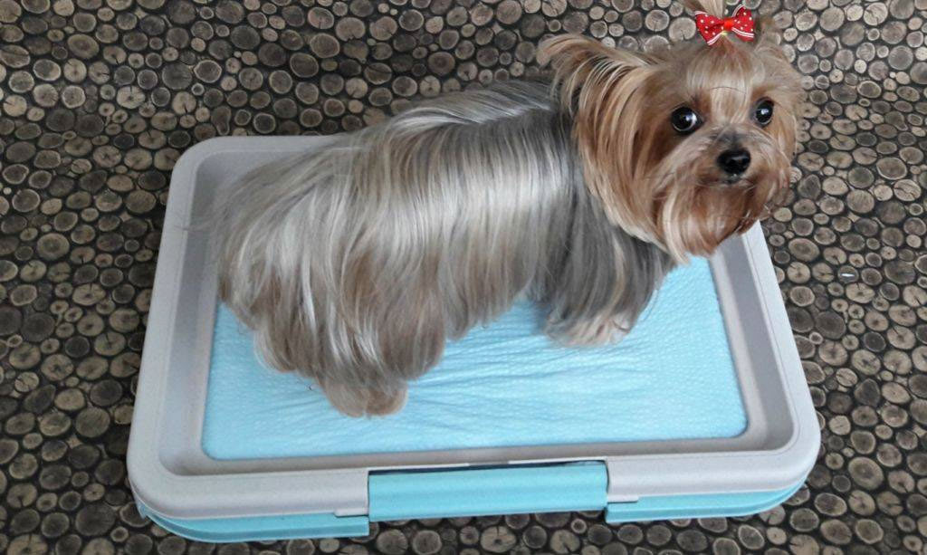 perro y bandeja sanitaria