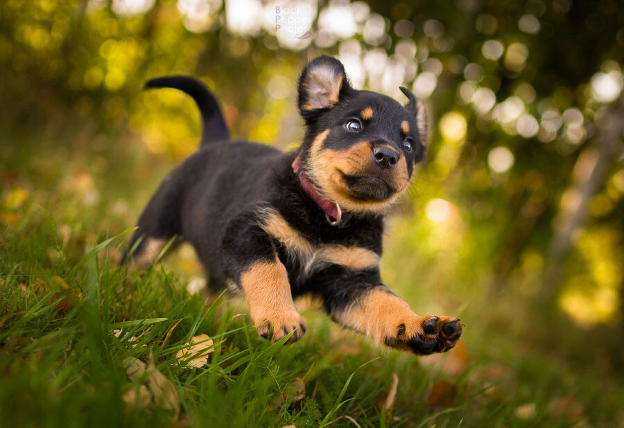 paseo del cachorro