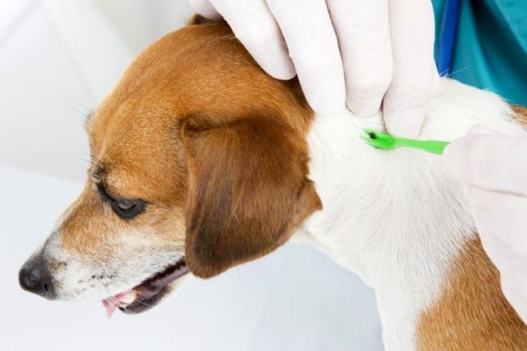 Se extrae una garrapata de un perro