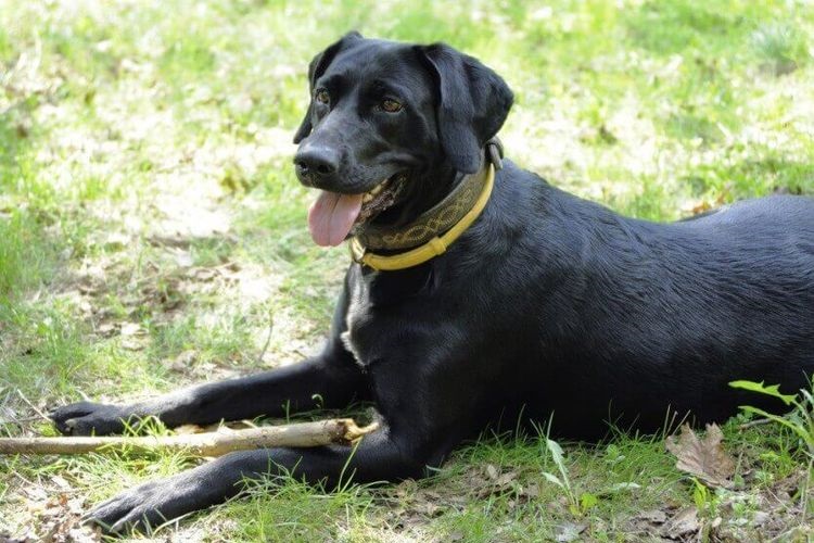 Perro con collar antigarrapatas