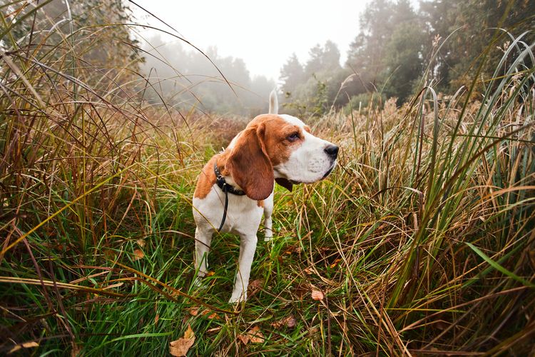 Beagle de paseo