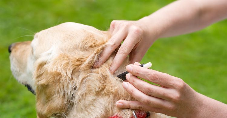 Tratamiento del perro contra las garrapatas