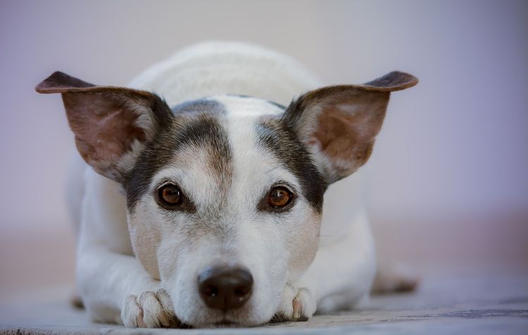 Perro tumbado en el suelo